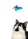 Beautiful blue butterfly and cat on white background. Royalty Free Stock Photo