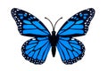 Beautiful blue butterfly