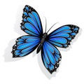 Beautiful blue butterfly isolated