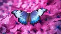 Beautiful blue butterfly Morpho on pinkviolet flowers in 1690444637655 3 Royalty Free Stock Photo
