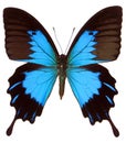 Beautiful blue butterfly Papilio ulysses telegonus isolated. Papilionidae.Butterfly collection. Lepidoptera