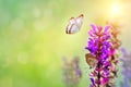 beautiful blue butterfly sitting on a bright Sunny meadow on green bokeh background. Nature spring landscape. Copy space Royalty Free Stock Photo