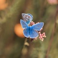 beautiful blue butterfly sitting on a bright Sunny meadow Royalty Free Stock Photo