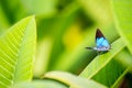 Beautiful blue butterfly sitting on leaf in flower garden Royalty Free Stock Photo