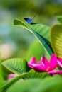 Beautiful blue butterfly sitting on leaf in flower garden Royalty Free Stock Photo