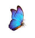 beautiful blue butterfly. symbol of the new year. morpho butterfly isolated on white. number 2020.