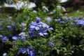 Beautiful blue cape leadwort. Picture is selective focus. Scientific name: Plumbago auriculata Lam. Royalty Free Stock Photo