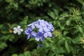 Beautiful blue cape leadwort. Picture is selective focus. Scientific name: Plumbago auriculata Lam. Royalty Free Stock Photo