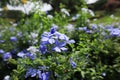 Beautiful blue cape leadwort. Picture is selective focus. Scientific name: Plumbago auriculata Lam. Royalty Free Stock Photo