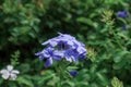 Beautiful blue cape leadwort. Picture is selective focus. Scientific name: Plumbago auriculata Lam. Royalty Free Stock Photo