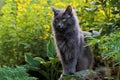 Beautiful blue cat with yellow flowers Royalty Free Stock Photo