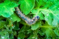 Beautiful blue caterpillar with an intricated color pattern on i Royalty Free Stock Photo