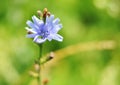 Beautiful blue chicory flower on a green background