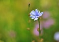 Beautiful blue chicory flower on a green background