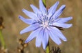 Blue chicory flower in the meadow, closeup Royalty Free Stock Photo