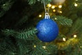 Beautiful blue Christmas ball hanging on fir tree branch, closeup Royalty Free Stock Photo