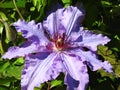 Beautiful blue clematis flower