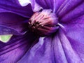 Flower of clematis, closeup, macro. Closeup of a Clematis Jackmannii in sprin. Closeup of bright blue Clematis Flower with shallo Royalty Free Stock Photo