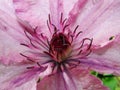 Flower of clematis, closeup, macro. Closeup of a Clematis Jackmannii in sprin. Closeup of bright blue Clematis Flower with shallo