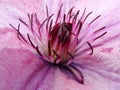 Flower of clematis, closeup, macro. Closeup of a Clematis Jackmannii in sprin. Closeup of bright blue Clematis Flower with shallo Royalty Free Stock Photo