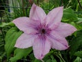 Flower of clematis, closeup, macro. Closeup of a Clematis Jackmannii in sprin. Closeup of bright blue Clematis Flower with shallo Royalty Free Stock Photo