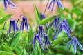 Beautiful blue Clematis integrifolia flowers with green foliage.