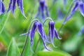 Beautiful blue Clematis integrifolia flowers with green foliage.