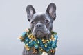 Beautiful blue coated French Bulldog dog with flower collar