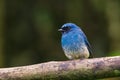 Beautiful blue color bird known as Indigo Flycatcher Eumyias Indigo on perch