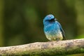 Beautiful blue color bird known as Indigo Flycatcher Eumyias Indigo on perch