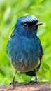 Beautiful blue color bird known as Indigo Flycatcher Eumyias Indigo on perch