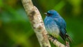 Beautiful blue color bird known as Indigo Flycatcher Eumyias Indigo on perch