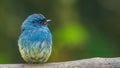 Beautiful blue color bird known as Indigo Flycatcher Eumyias Indigo on perch
