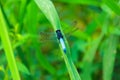 A beautiful Blue color Dragonfly sitting on green leaf opening its wings in jungle of Sajek, Bangladesh Royalty Free Stock Photo