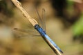 A beautiful blue color dragonfly sitting on thin pole in the garden area in sajek, Bangladesh Royalty Free Stock Photo