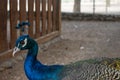 beautiful blue color peacock, beauty in nature