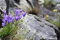 Beautiful blue colored bells photographed on the Meatte path. Royalty Free Stock Photo