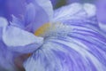 Beautiful blue colored iris Royalty Free Stock Photo