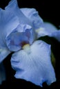 Beautiful blue colored iris Royalty Free Stock Photo