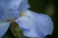 Beautiful blue colored iris Royalty Free Stock Photo