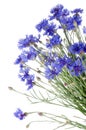 Beautiful blue cornflower Royalty Free Stock Photo