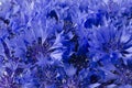 Beautiful blue cornflower flower background. Macro overview. Horizontal photo. Nature Romantic concept for wedding Royalty Free Stock Photo