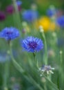 Beautiful blue cornflower flower close up one in a field against the background of other grasses Royalty Free Stock Photo