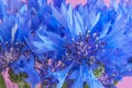 Beautiful blue cornflower flowers, close up. Bouquet of cornflowers. Summer wildflowers. Royalty Free Stock Photo