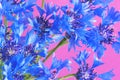 Beautiful blue cornflower flowers, close up. Bouquet of cornflowers. Summer wildflowers. Royalty Free Stock Photo