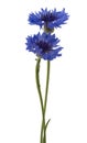 Beautiful blue cornflower isolated on white background Royalty Free Stock Photo