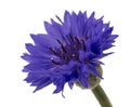 Beautiful blue cornflower isolated on white background Royalty Free Stock Photo