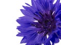 Beautiful blue cornflower isolated on white background Royalty Free Stock Photo