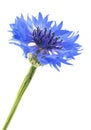 Beautiful blue cornflower isolated on white background. Selective focus Royalty Free Stock Photo