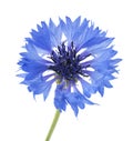 Beautiful blue cornflower isolated on white background. Selective focus Royalty Free Stock Photo